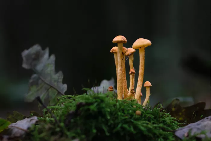 Tros oranjegele zwavelkoppen met slanke stelen in groen mos