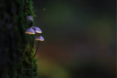 Paarse mutsjeszwammen, de foto