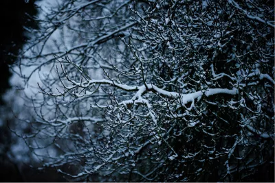 Sneeuwtakken, de foto