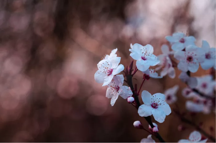 Witte kersenbloesems met blauwe schijn tegen een roodbruine achtergrond