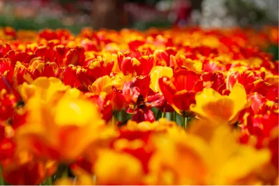 Vurige tulpen, de foto