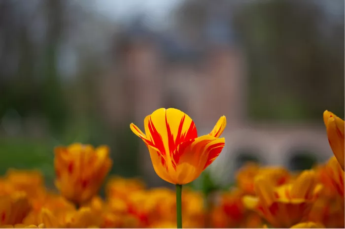 Geel-rood gevlamde tulp boven een bed van oranje tulpen voor een wazig kasteel
