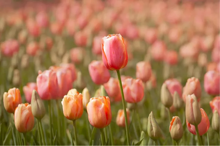 Veld pastelroze en zalmkleurige tulpen met één tulp die boven de rest uitsteekt