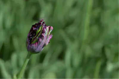 Paarse parkiettulp, de foto