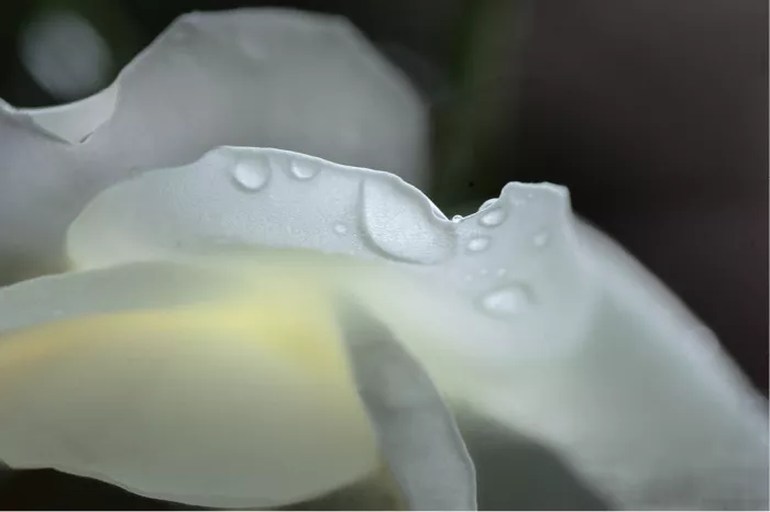 Witte rozenblaadjes met waterdruppels in macro tegen een donkere achtergrond