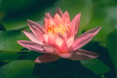 Roze waterlelie, de foto