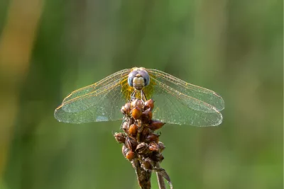 Dropwing 1, de foto