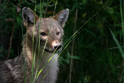 Coyote Beauty 4, de foto