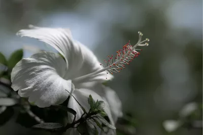 Witte hibiscus, de foto