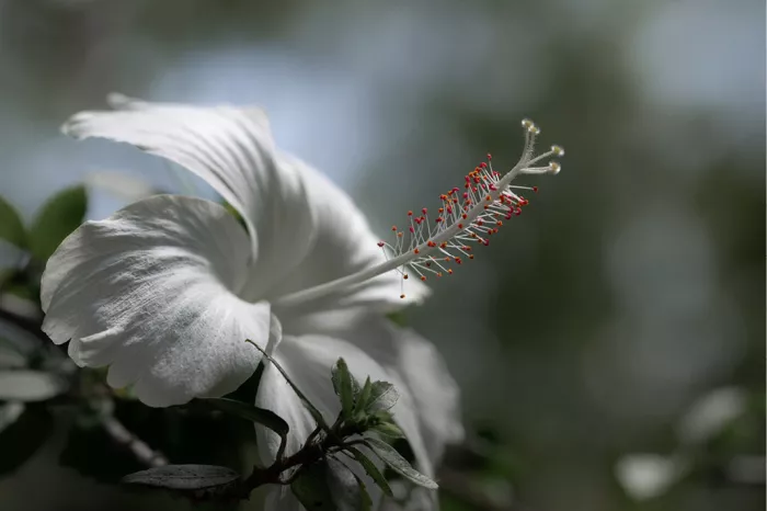 Witte hibiscus met lange stamper en rode puntjes aan een tak