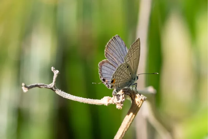 Klein grijsbruin vlindertje met half open vleugels op een droog takje