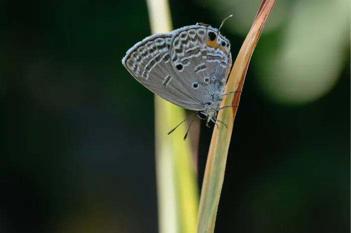 Grijs vlindertje met witte lijntjes en oogvlekjes aan een grasspriet