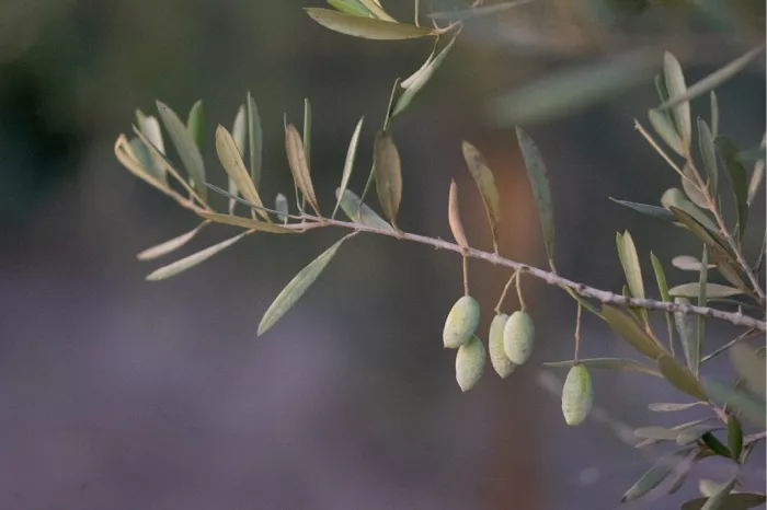 Olijftak met zilvergroene blaadjes en onrijpe groene olijven