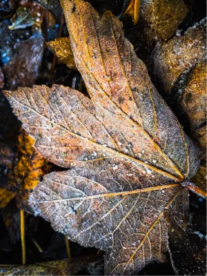 Vriesblad, de foto
