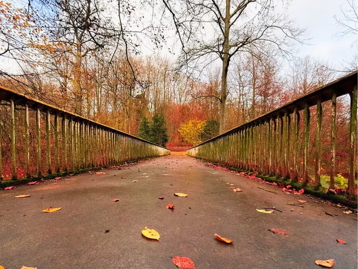Brug met houten leuningen naar een bos in herfstkleuren, liggend formaat