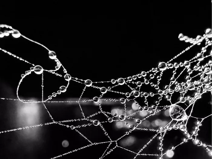 Een spinnenweb bedekt met dauwdruppels. Spinnenwebben zijn ingewikkelde structuren van zijde die door spinnen worden gemaakt en die verschillende doelen dienen. 
