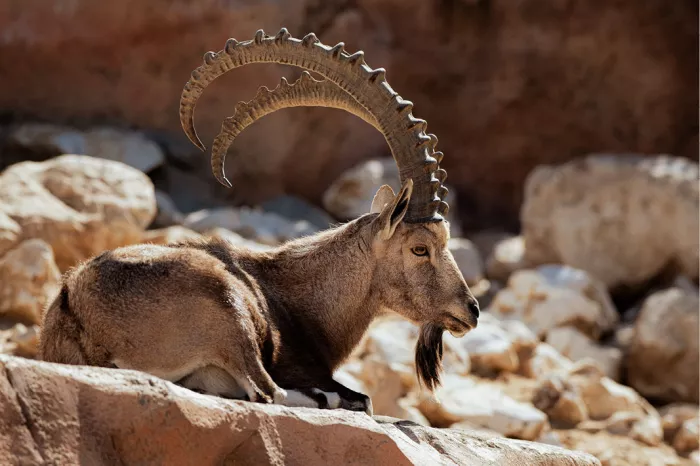 Nubische steenbok met grote geribbelde hoorns tussen lichte rotsblokken