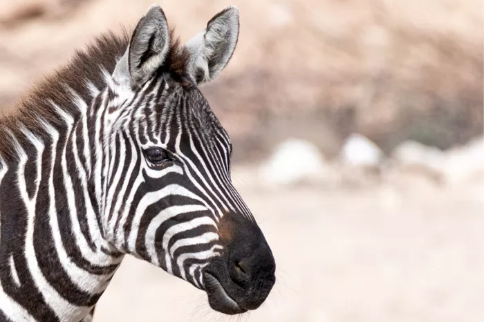 Zebra in profiel met zwart-witte strepen tegen een lichte achtergrond