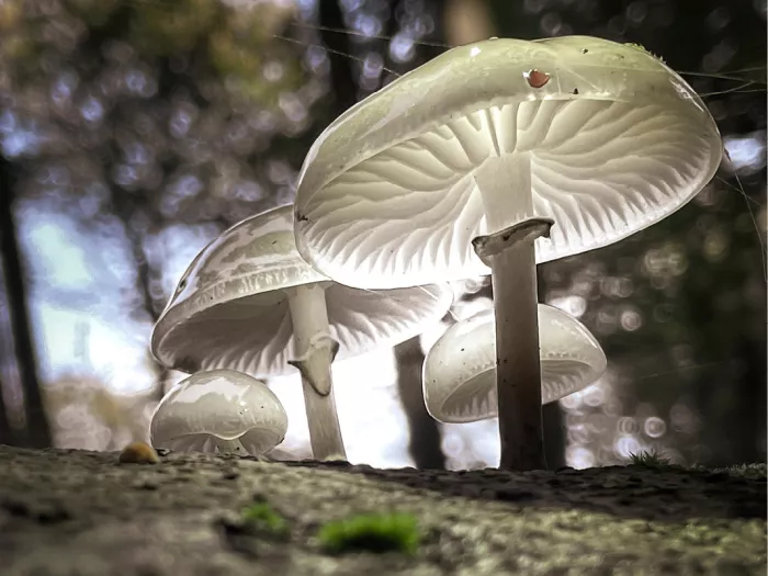 De porseleinzwam groeit voornamelijk op dode of rottende beukenbomen en is te vinden van de late zomer tot de late herfst. 