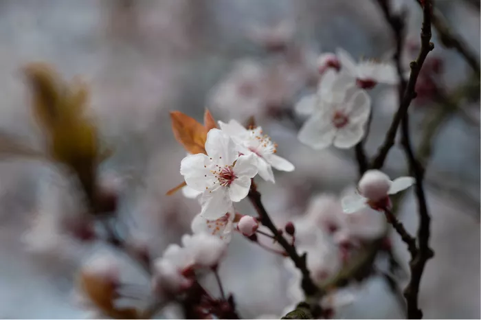 Witte kersenbloesems en een roze knop aan donkere takjes