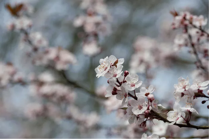 Takken vol witte en roze kersenbloesems in een luchtige waas