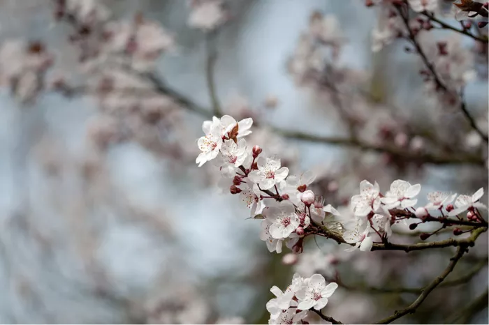 Tak met witte kersenbloesems en donkerrode knopjes tegen een blauwgrijze achtergrond