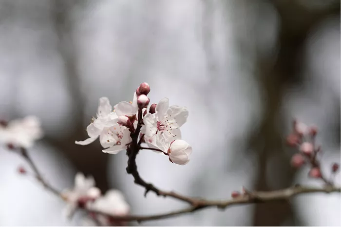 Gebogen takje met witte kersenbloesems en roze knopjes tegen een grijze achtergrond