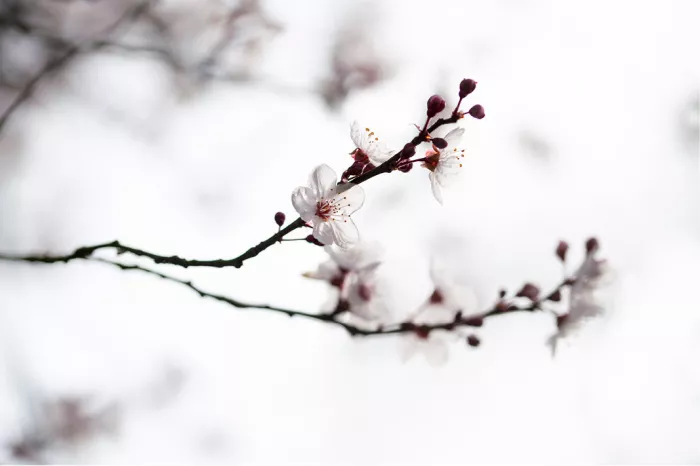 Dun donker takje met witte kersenbloesems tegen een bijna witte achtergrond