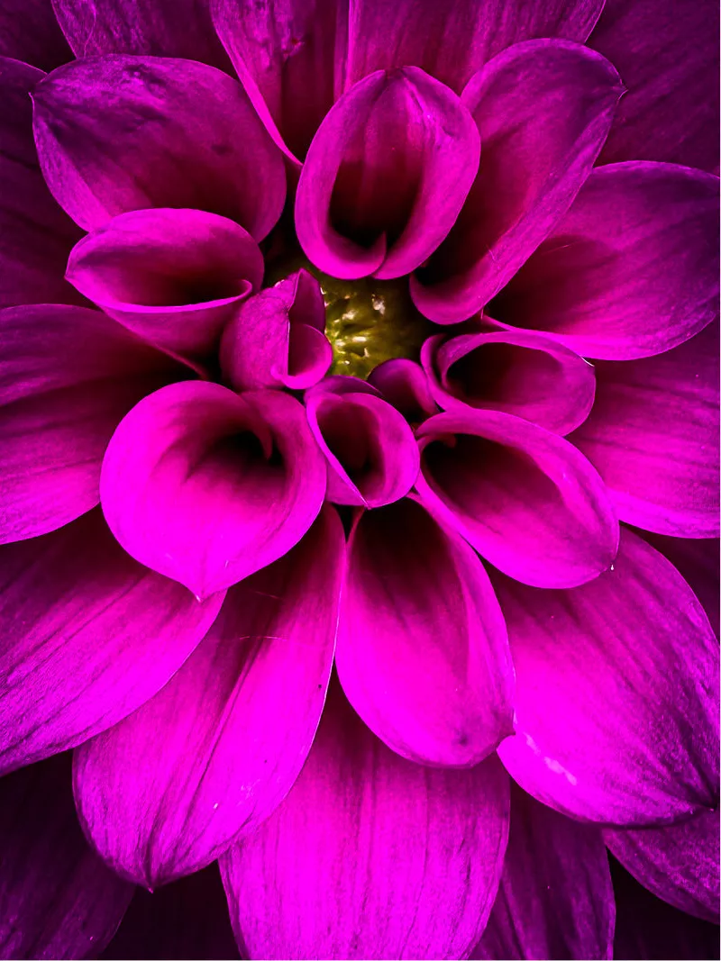 Magenta dahlia van bovenaf met buisvormige blaadjes en geel hart