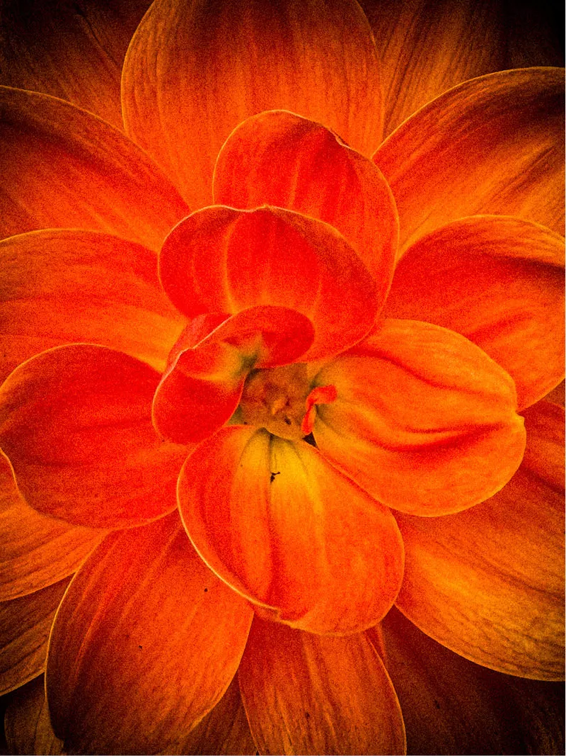 Oranje dahlia in macro met lagen vurige blaadjes