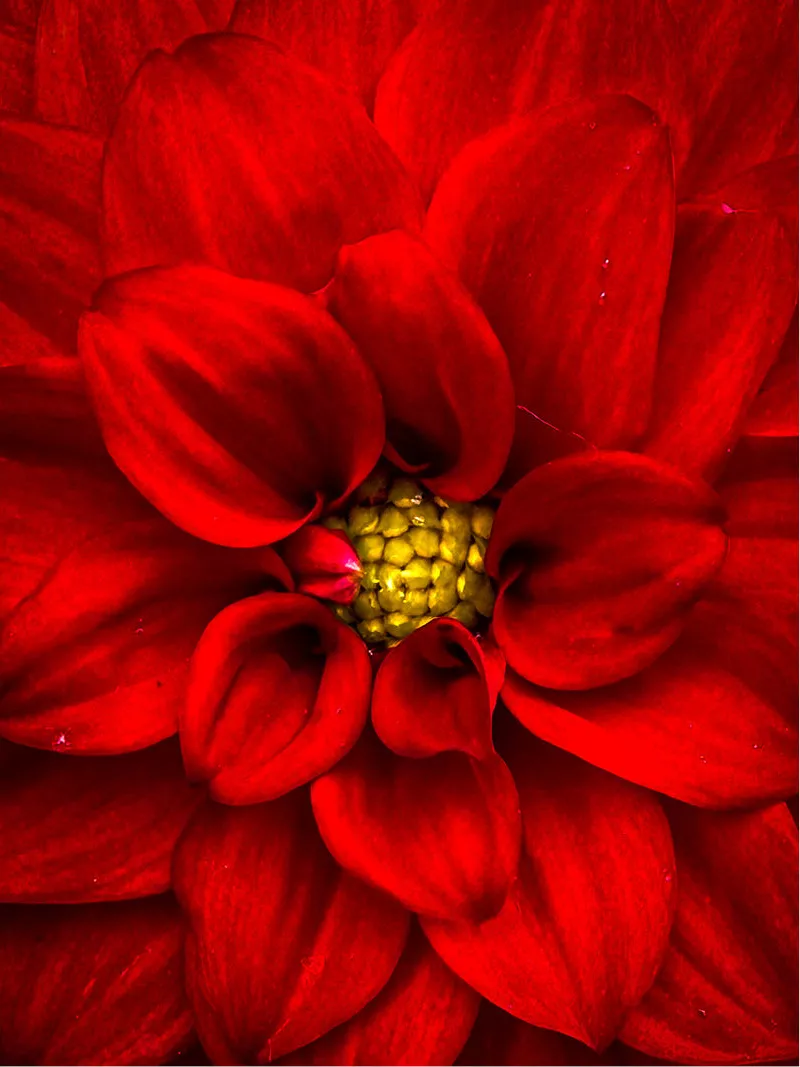 Rode dahlia van bovenaf met opgerolde blaadjes en geel hart