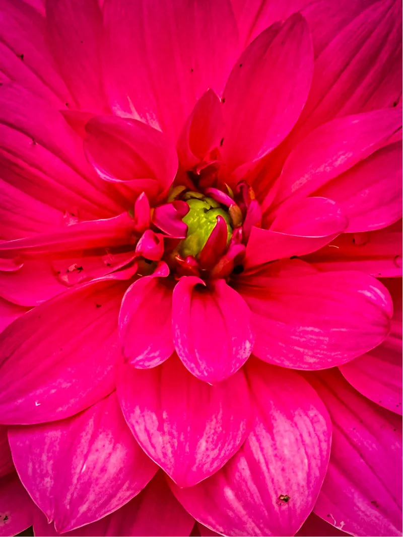 Felroze dahlia in macro met lagen blaadjes rond een geelgroen hart