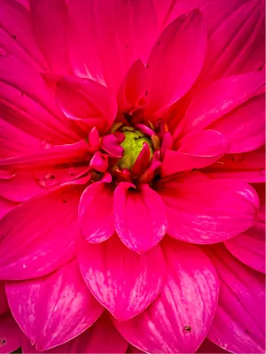 Power Flower 5, de foto