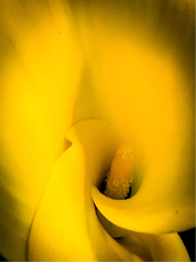 Gele aronskelk in macro met spiraalvormig kelkblad rond de bloeikolf