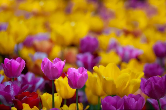 Roze en paarse tulpen voor een wazig veld van gele tulpen
