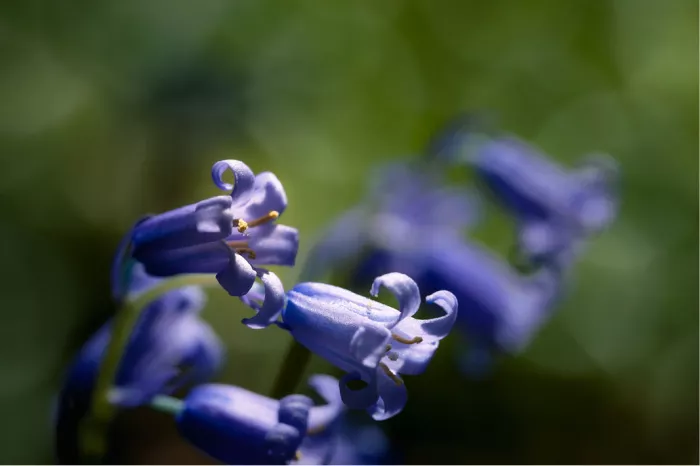 Lilablauwe klokjes van een boshyacint met gele meeldraden in macro