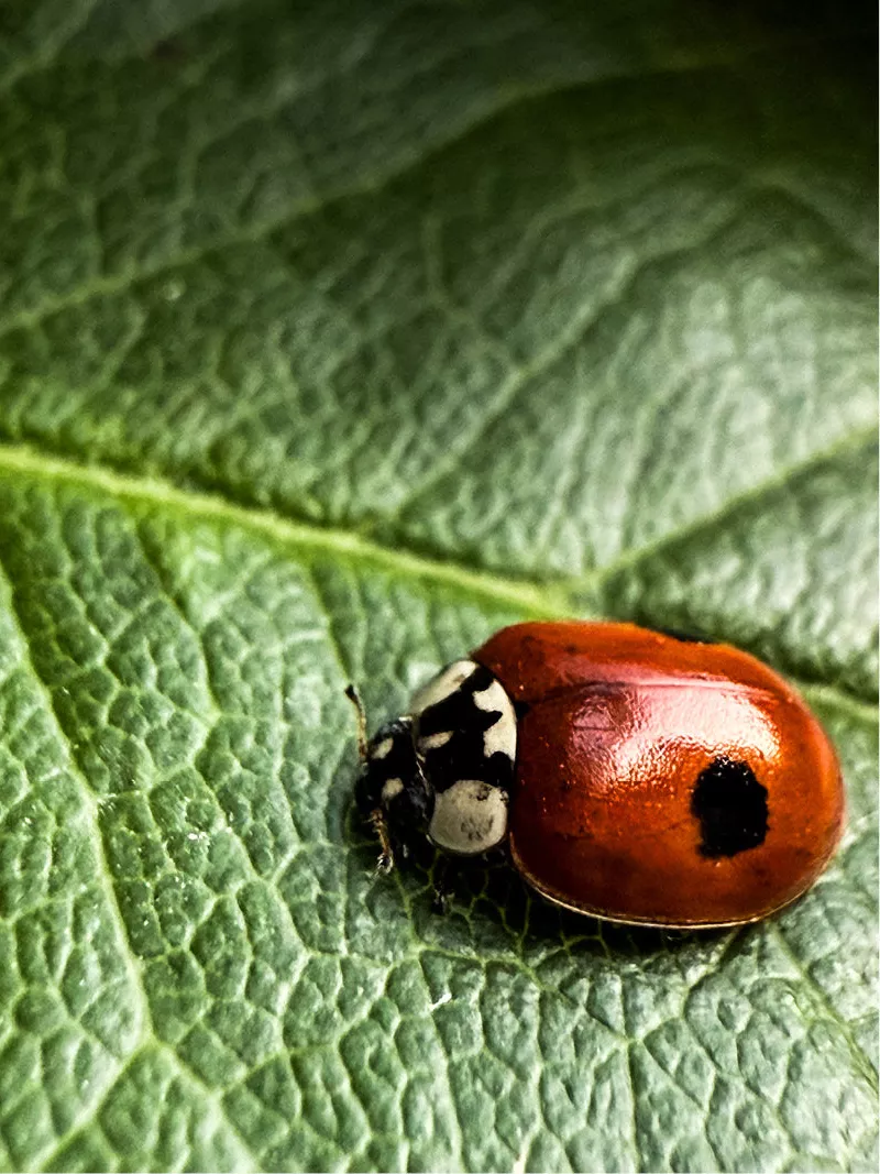 Lieveheersbeestje met roodbruin schild op een geaderd groen blad