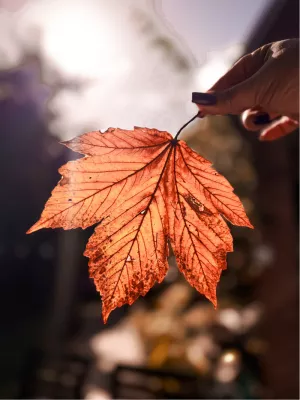 Herfstrood blad, de foto