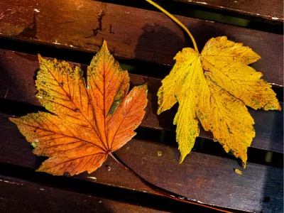 Geel en bruin in de herfst, de foto