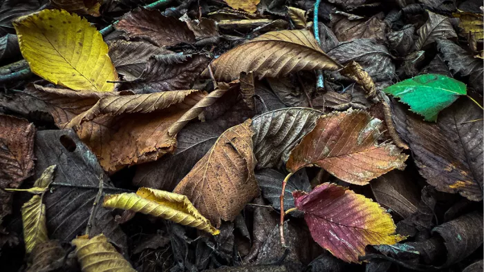 De bladeren variëren in kleur van helder geel en groen tot verschillende tinten bruin en rood, wat de overgang van de seizoenen aangeeft.
