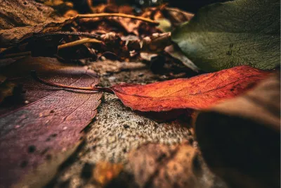 Herfstbladeren op de grond, de foto