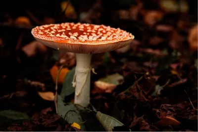 Rood met witte stippen, de foto