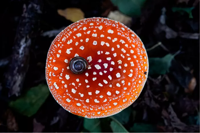 Deze slak ligt op een vliegenzwam. De vliegenzwam is een van de meest herkenbare paddenstoelen ter wereld, met een felrode hoed bedekt met witte stippen en een witte steel. 