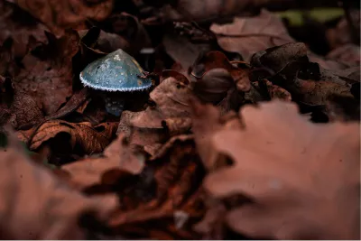 Stropharia, de foto