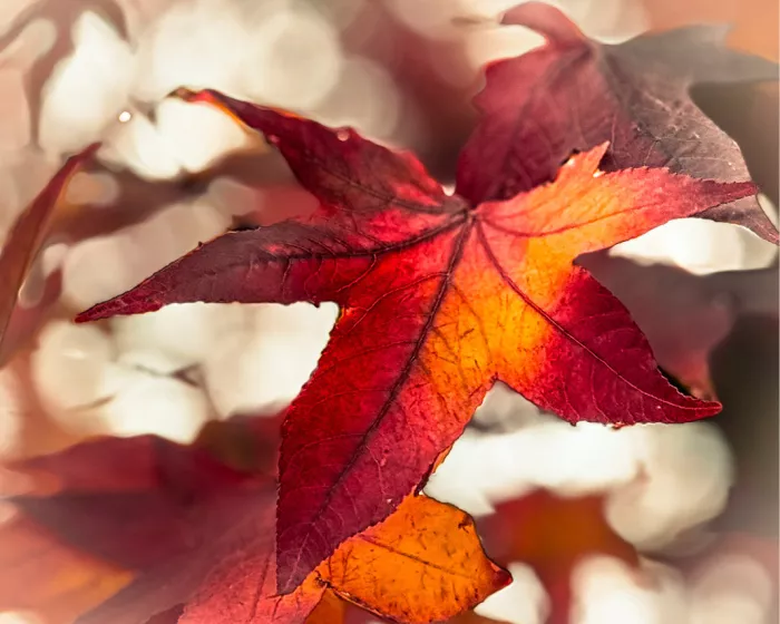 Dieprood herfstblad met oranje gloed in tegenlicht, liggend formaat