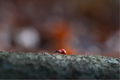 Klein maar dapper, de foto