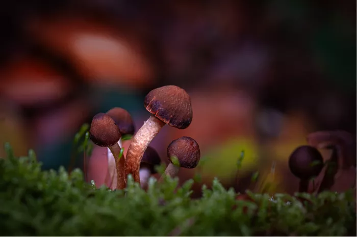 Zandkaalkopjes (Deconica montana) is een kleine, bruine paddenstoel die wereldwijd voorkomt. De paddenstoel groeit vaak op droge, zandige bodems in duingraslanden en heidevelden. 