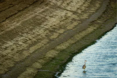 Reiger aan de oever, de foto