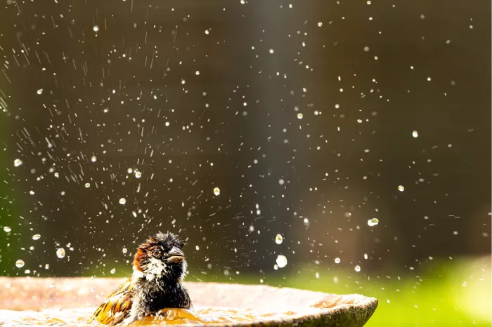 Huismus spat in een stenen vogelbad, met glinsterende waterdruppels tegen een donkere achtergrond