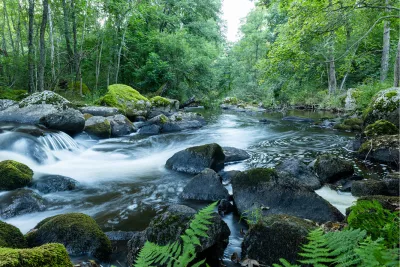 Rivier in bos, de foto
